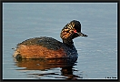 Geoorde fuut, Black-necked Grebe, Podiceps nigricollis Location: Twente, the Netherlands geoorde fuut D2 4914 kopie